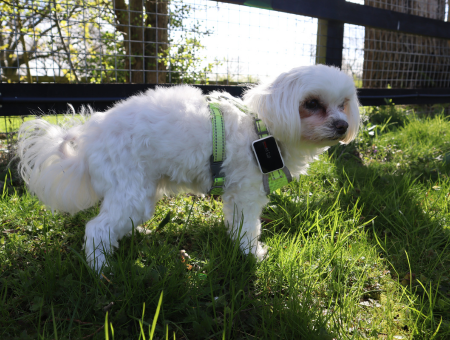 PAWFIT 2 Pet Tracker UK Review - Virtual Fence