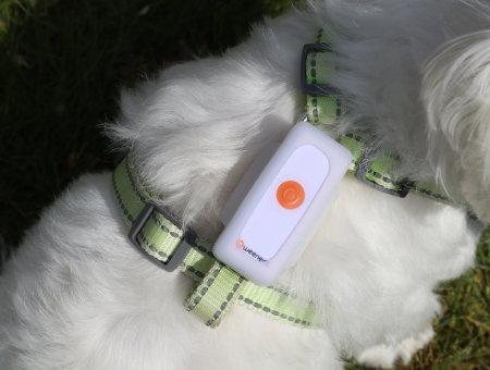 Weenect Dog GPS Tracker UK Review