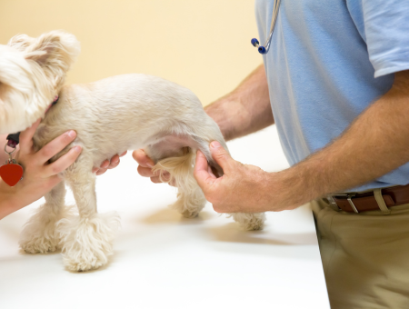 Common Joint Issues In Dogs