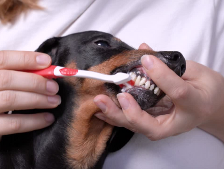Toothpaste Flavours Your Dog Might Love