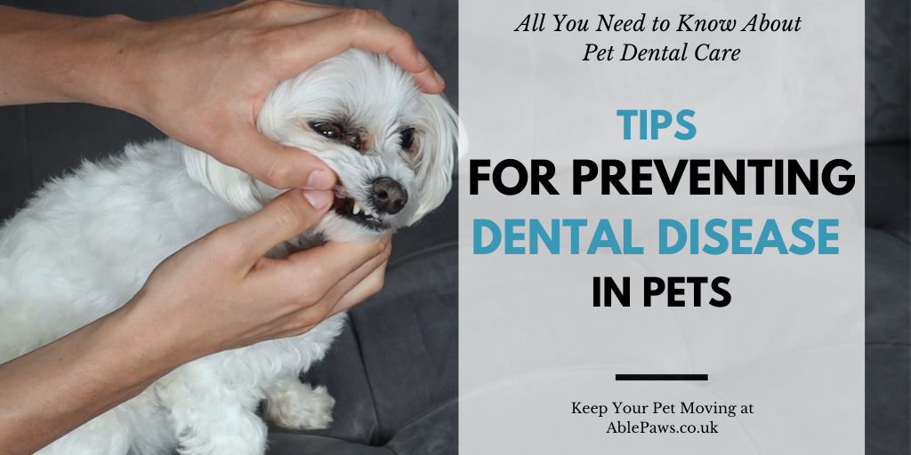 Healthy Teeth, Happy Pets Tips for Preventing Dental Disease in Your Furry Friend