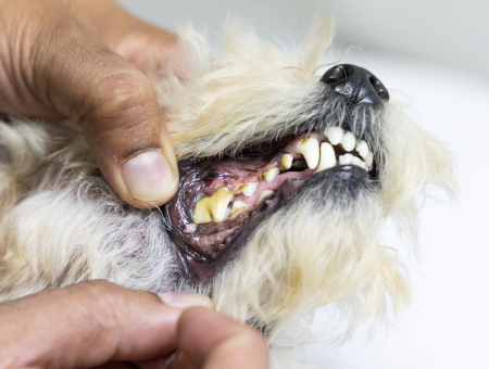 Common Dental Problems In Dogs - Plaque Accumulation