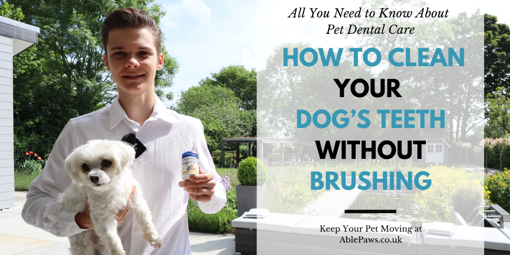 How To Clean Your Dog’s Teeth Without Brushing