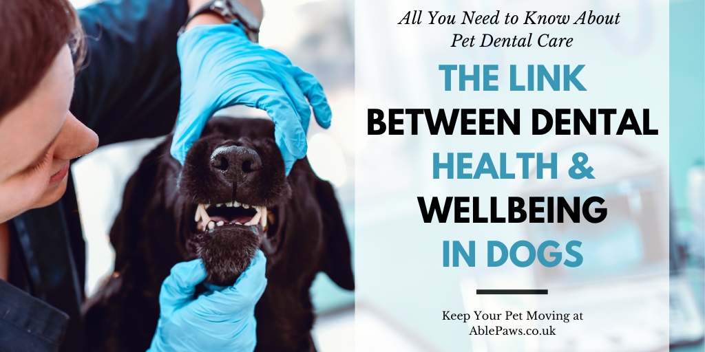The Link Between Dental Health And Overall Wellbeing In Dogs