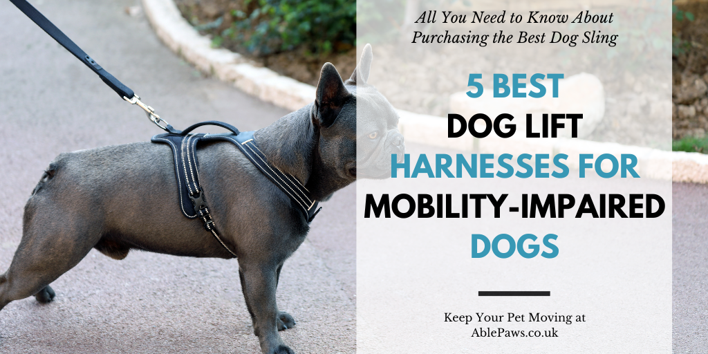5 Best Dog Lift Harnesses and Slings for Mobility-Impaired Dogs