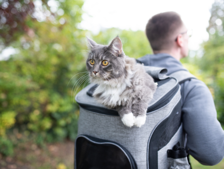 Tips For Choosing A Pet Carrier Backpack