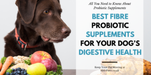 Best Fibre Probiotic Supplements for Your Dog’s Digestive Health